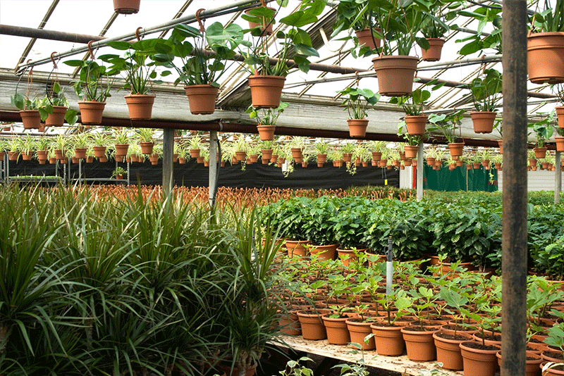 Plant Supply
